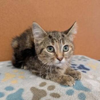 Laa-Laa -  Domestic Short Hair Cat for Adoption in Rochester, Minnesota - Laa-Laa | PetCurious