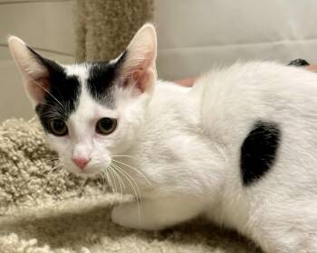 Domestic Short Hair Cats Available for Adoption in Phoenix, Arizona - Cowboy (Bonded With Roy Rogers) | PetCurious
