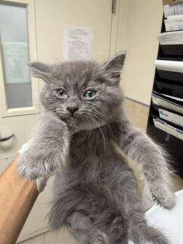 CHEVY -  Domestic Short Hair Cat for Adoption in Riverside, California - CHEVY | PetCurious