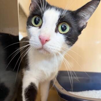 Asia -  Domestic Short Hair Cat for Adoption in Winston-salem, North Carolina - Asia | PetCurious