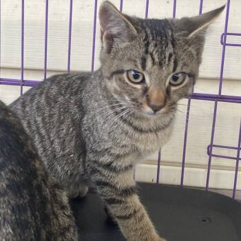 Rescue Domestic Short Hair Cats for Adoption in Rocky Mount, Virginia - Tate | PetCurious