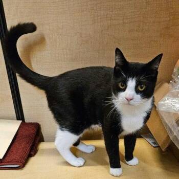 Tuxedo Cats Available for Adoption in East Greenwich Township, New Jersey - Chance | PetCurious