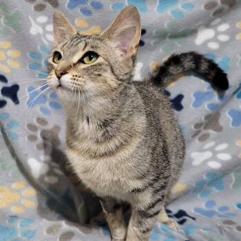 Peggy Sue -  Domestic Short Hair Cat for Adoption in Traverse City, Michigan - Peggy Sue | PetCurious