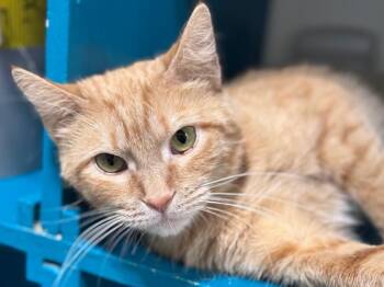 Tabby Cats Available for Adoption - Marmalade | PetCurious