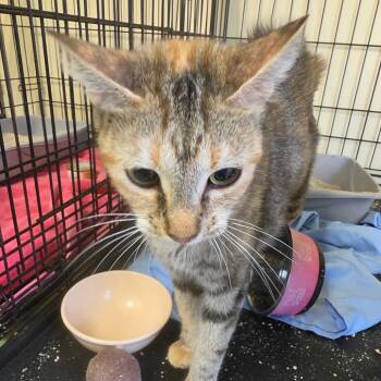 Rhiannon -  American Shorthair Cat for Adoption in Melrose, Florida - Rhiannon | PetCurious