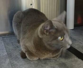 Russian Blue and Domestic Short Hair Cats Available for Adoption in Taylorsville, North Carolina - Juniper | PetCurious
