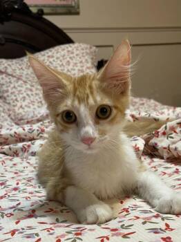 Chad -  Domestic Medium Hair Cat for Adoption in San Antonio, Texas - Chad | PetCurious