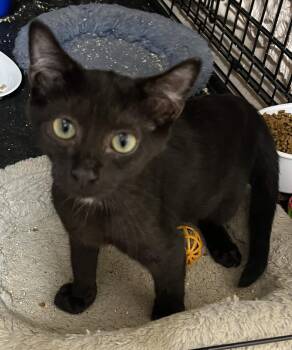 PETUNIA -  American Shorthair Cat for Adoption in Massapequa, New York - PETUNIA | PetCurious