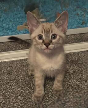 Fozzy -  Domestic Short Hair and Siamese Cat for Adoption in Tehachapi, California - Fozzy | PetCurious