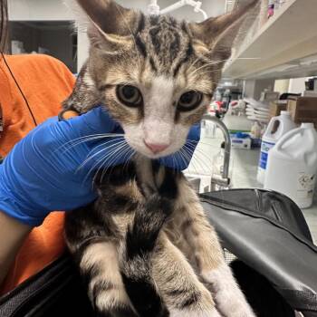 626 Night Market -  Domestic Short Hair Cat for Adoption in Westminster, California - 626 Night Market | PetCurious