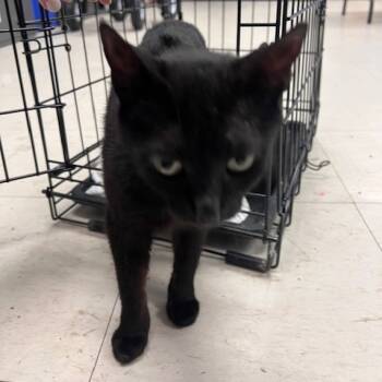 Rescue Domestic Short Hair Cats for Adoption in East St. Louis, Illinois - Purrl-C | PetCurious