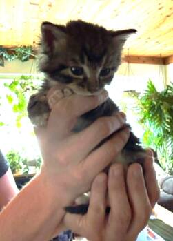 Domestic Short Hair and Tabby Cats Available for Adoption in Tehachapi, California - Miss Mittens | PetCurious