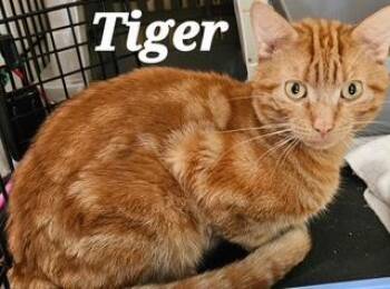 Tiger -  Domestic Short Hair Cat for Adoption in Middletown, Connecticut - Tiger | PetCurious