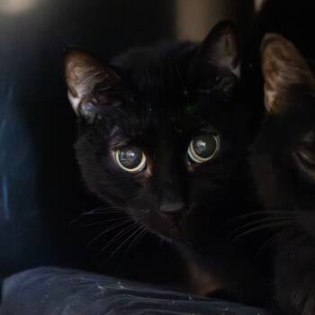 Rescue Domestic Short Hair Cats for Adoption - Flurry | PetCurious