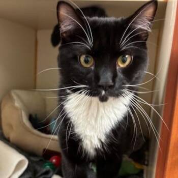 Domestic Short Hair Cats Available for Adoption - Ollie | PetCurious