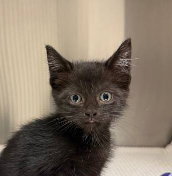 Paul -  Domestic Medium Hair Cat for Adoption in Yankton, South Dakota - Paul | PetCurious