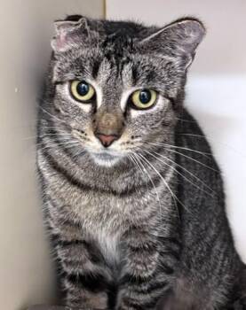 MRS CAULIFLOWER -  Domestic Short Hair Cat for Adoption in Dedham, Massachusetts - MRS CAULIFLOWER | PetCurious