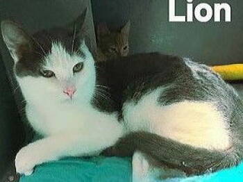 Rescue Domestic Short Hair Cats for Adoption in Hazlet, New Jersey - Lion | PetCurious