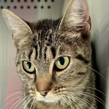 Kailey -  Domestic Short Hair Cat for Adoption in Baltimore, Maryland - Kailey | PetCurious