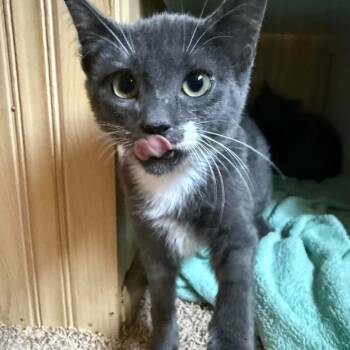 Chevron Hoffman -  Domestic Short Hair Cat for Adoption in Eagle Mountain, Utah - Chevron Hoffman | PetCurious