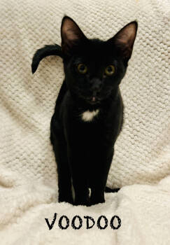 Rescue Domestic Short Hair Cats for Adoption in Grand Junction, Colorado - Voodoo | PetCurious