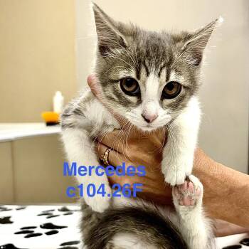 Foster Mercedes -  Domestic Short Hair and Tiger Cat for Adoption in Batavia, New York - Foster Mercedes | PetCurious