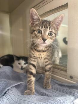 Nikki -  Domestic Short Hair and Tabby Cat for Adoption in Yardley, Pennsylvania - Nikki | PetCurious