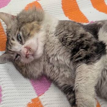 Domestic Long Hair Cats Available for Adoption in Long Beach, California - Mr. Ham | PetCurious