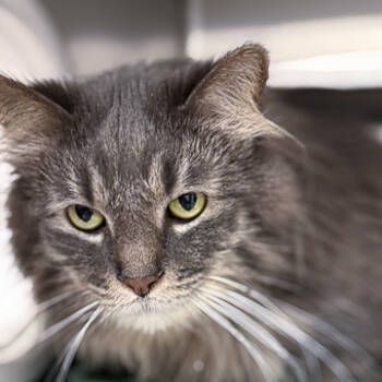 Rescue Domestic Long Hair and Domestic Short Hair Cats for Adoption in Madison, Wisconsin - Sandy Peach | PetCurious