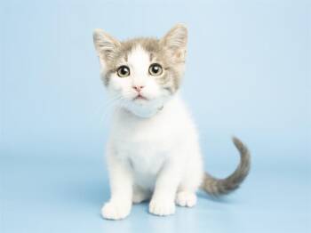 Domestic Medium Hair Cats Available for Adoption in Phoenix, Arizona - FREYA | PetCurious