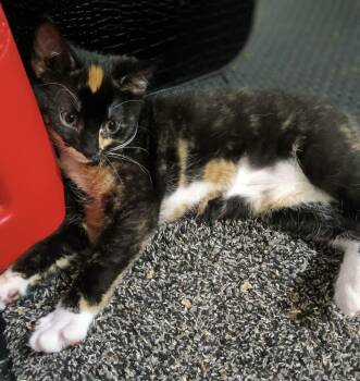 Domestic Short Hair Cats Available for Adoption in Greenwood, Indiana - Eleri | PetCurious