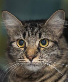 Itsy Bitsy -  Domestic Short Hair Cat for Adoption in Encinitas, California - Itsy Bitsy | PetCurious