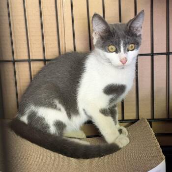 Pepper -  Domestic Short Hair Cat for Adoption in Long Beach, California - Pepper | PetCurious