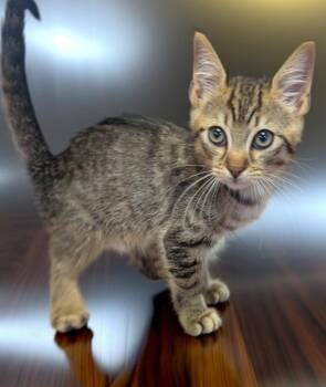 Domestic Short Hair Cats Available for Adoption in Fort Myers, Florida - Lucas | PetCurious