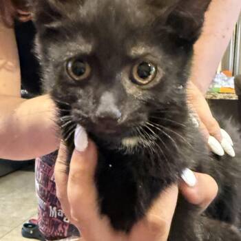 Duffman -  Domestic Short Hair Cat for Adoption - Duffman | PetCurious
