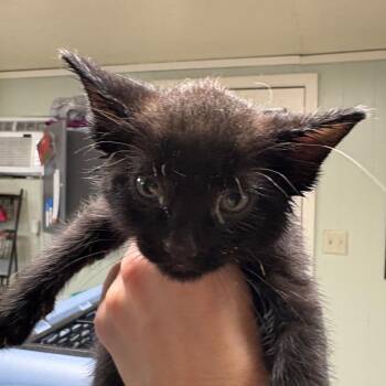 Cashew -  Domestic Short Hair Cat for Adoption in Mt. Juliet, Tennessee - Cashew | PetCurious