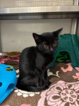 Ginger Snap -  Domestic Short Hair Cat for Adoption in Liverpool, New York - Ginger Snap | PetCurious