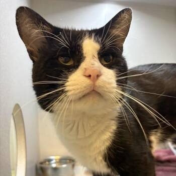 Seth Plate -  Domestic Medium Hair Cat for Adoption in Pittsburgh, Pennsylvania - Seth Plate | PetCurious
