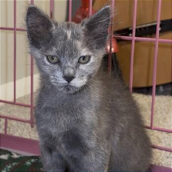 Isley -  Domestic Medium Hair Cat Available for Adoption in San Antonio, Texas - Isley | PetCurious