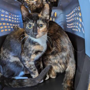 Domestic Short Hair Cats Available for Adoption - Rose | PetCurious