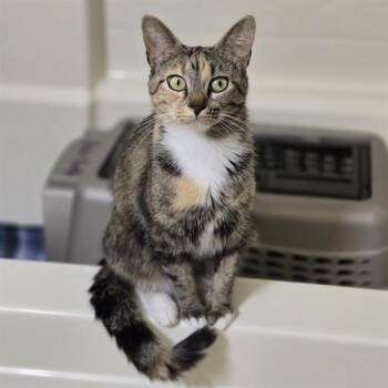 ALTIMA -  Domestic Short Hair Cat for Adoption - ALTIMA | PetCurious