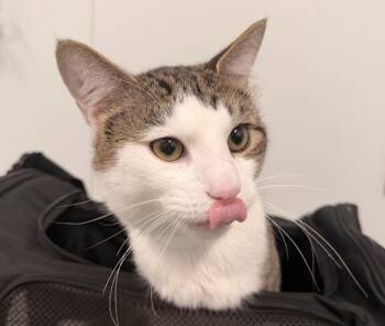 Minori -  Domestic Short Hair Cat for Adoption - Minori | PetCurious