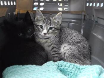 FRED THE HORSE -  Domestic Short Hair Cat for Adoption in Omaha, Nebraska - FRED THE HORSE | PetCurious