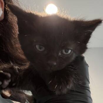 Saffron -  Domestic Short Hair Cat for Adoption in Port Angeles, Washington - Saffron | PetCurious