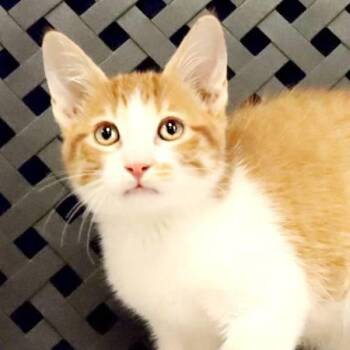 Joe -  Domestic Short Hair Cat for Adoption in Midland, Texas - Joe | PetCurious