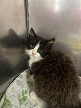 Domestic Long Hair Cats Available for Adoption in Killeen, Texas - ORCA | PetCurious