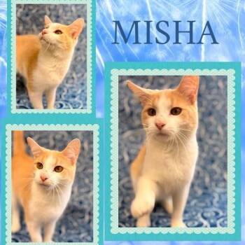 Misha -  Domestic Short Hair Cat for Adoption in Rensselaer, Indiana - Misha | PetCurious