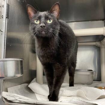 Domestic Short Hair Cats Available for Adoption - Theo (Midnight) | PetCurious