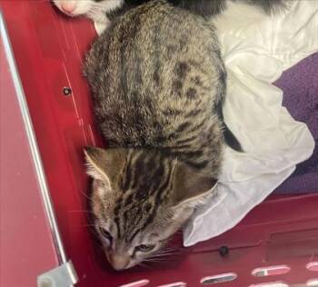 Domestic Short Hair Cats Available for Adoption in West Chester, Pennsylvania - Maple | PetCurious