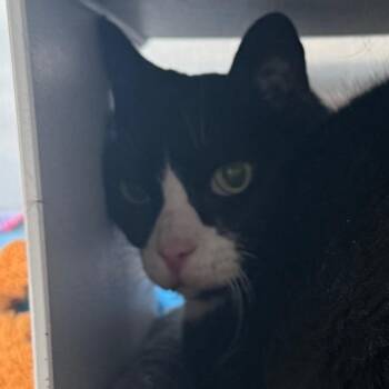 Domestic Short Hair Cats Available for Adoption - Buddy | PetCurious